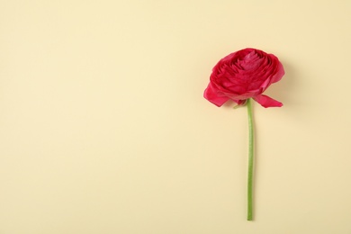 Photo of Beautiful ranunculus flower on color background, top view. Space for text