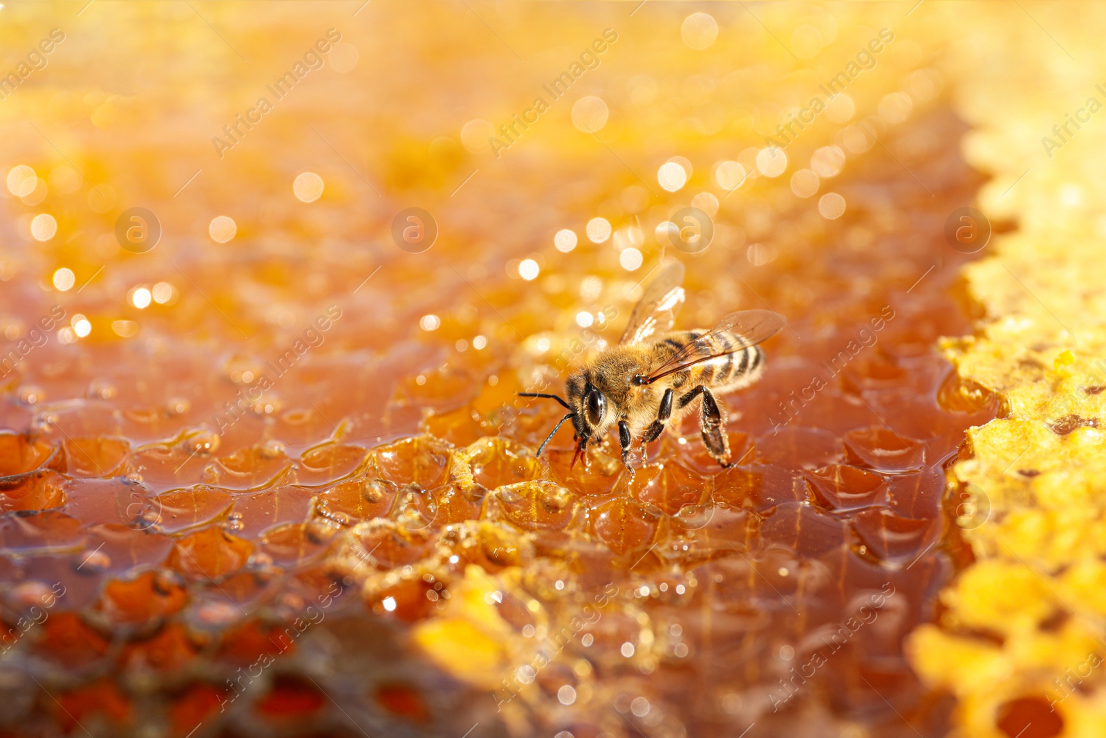 Photo of Closeup view of fresh honeycomb with bee