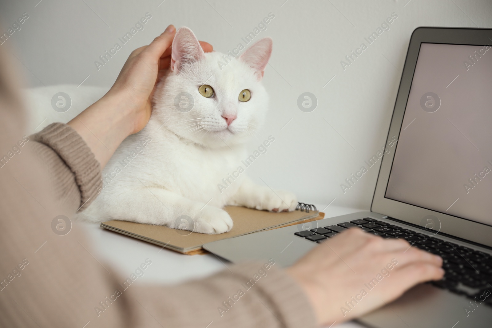 Photo of Adorable white cat lying near laptop and distracting owner from work, closeup