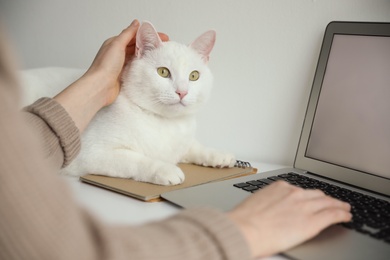 Adorable white cat lying near laptop and distracting owner from work, closeup