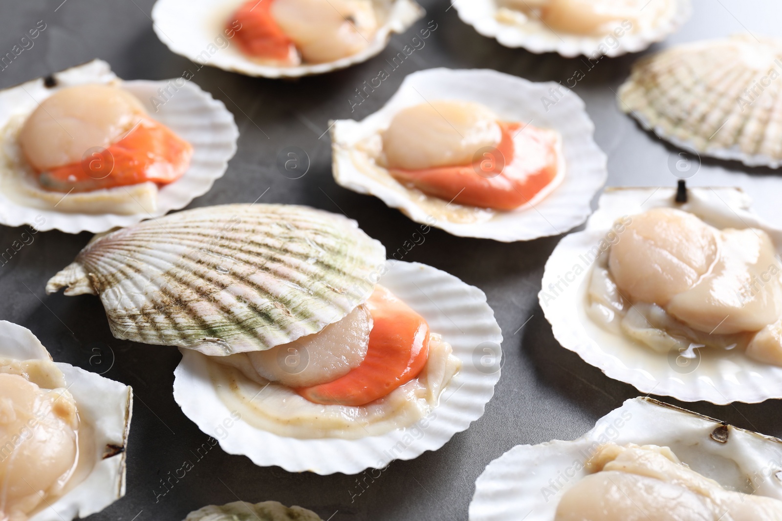 Photo of Fresh raw scallops with shells on grey table, closeup