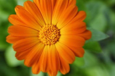 Beautiful blooming calendula flower growing outdoors, closeup