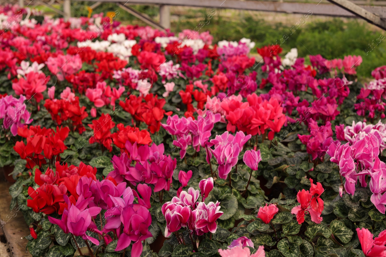 Photo of Many blooming flowers in greenhouse, closeup view. Home gardening