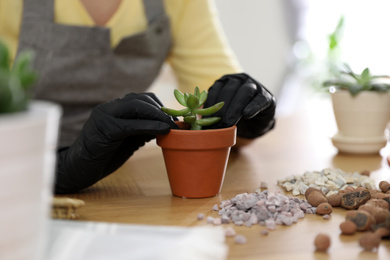 Photo of Woman potting succulent plant on wooden table at home, closeup. Engaging hobby