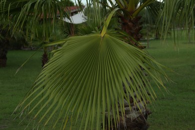 Beautiful palm leaf and tree outdoors. Tropical plant