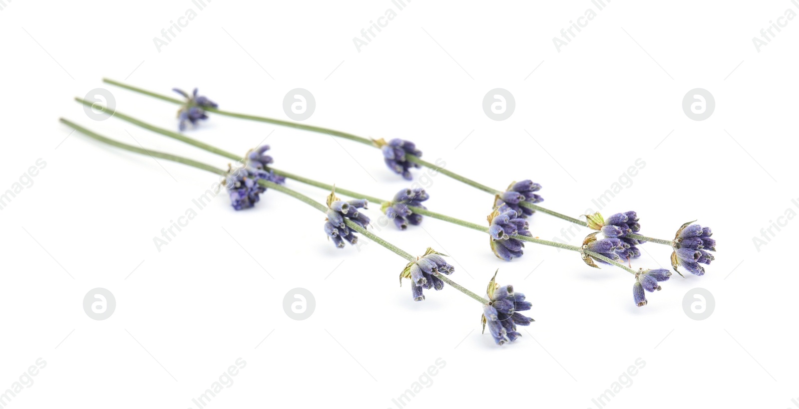 Image of Beautiful lavender flowers on white background, closeup