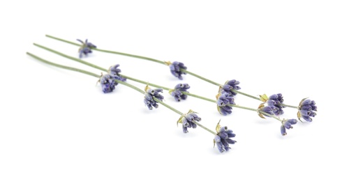 Beautiful lavender flowers on white background, closeup