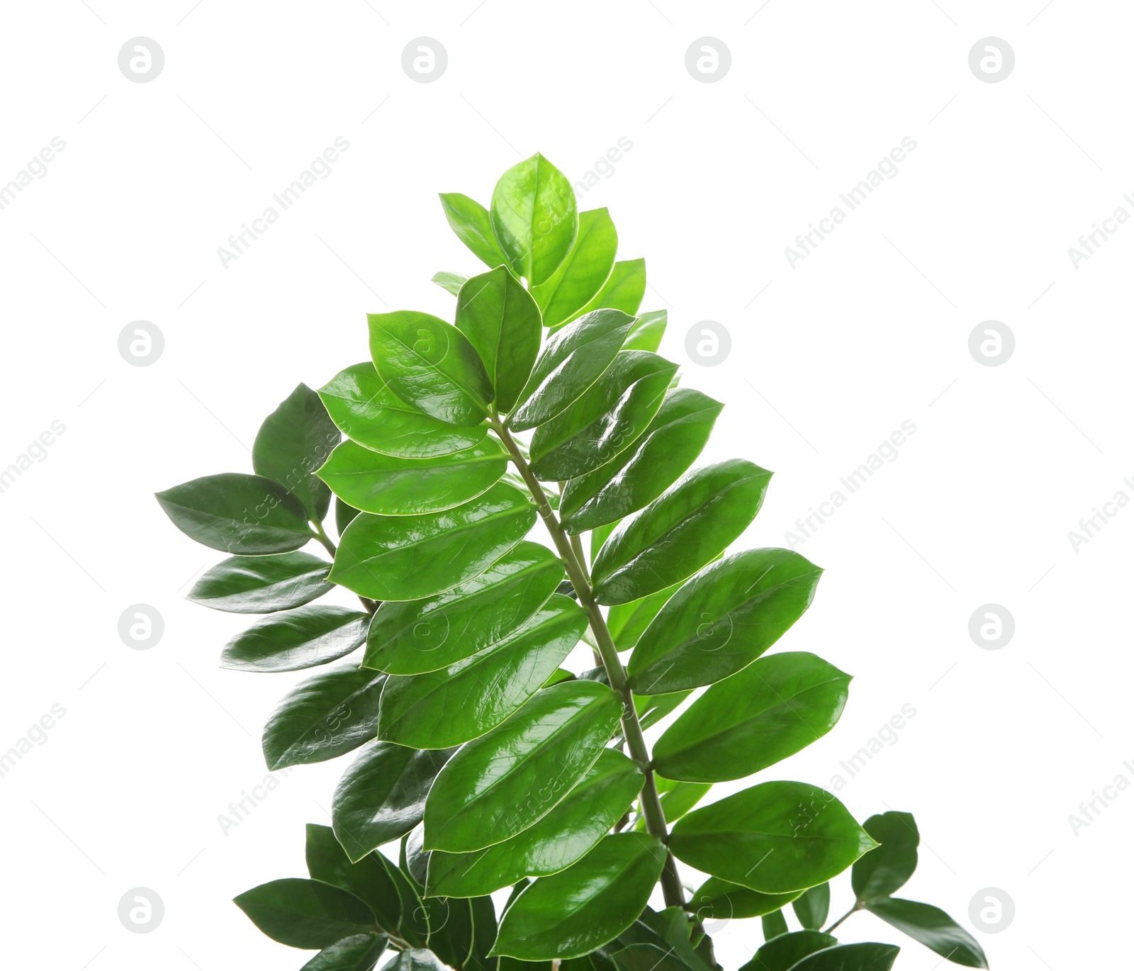 Photo of Tropical Zamioculcas leaves isolated on white