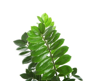 Tropical Zamioculcas leaves isolated on white