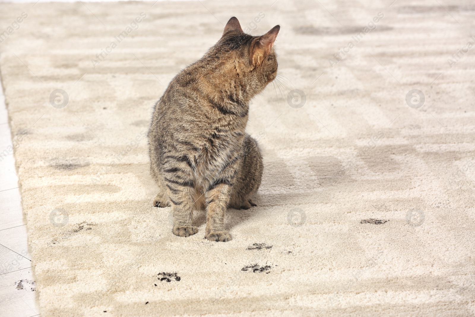 Photo of Cute cat leaving muddy paw prints on carpet