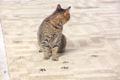 Photo of Cute cat leaving muddy paw prints on carpet