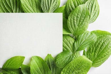 Photo of Blank card with space for text and green leaves, closeup