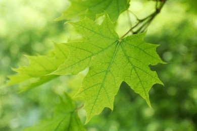 Photo of Beautiful green maple leaf on blurred background, closeup
