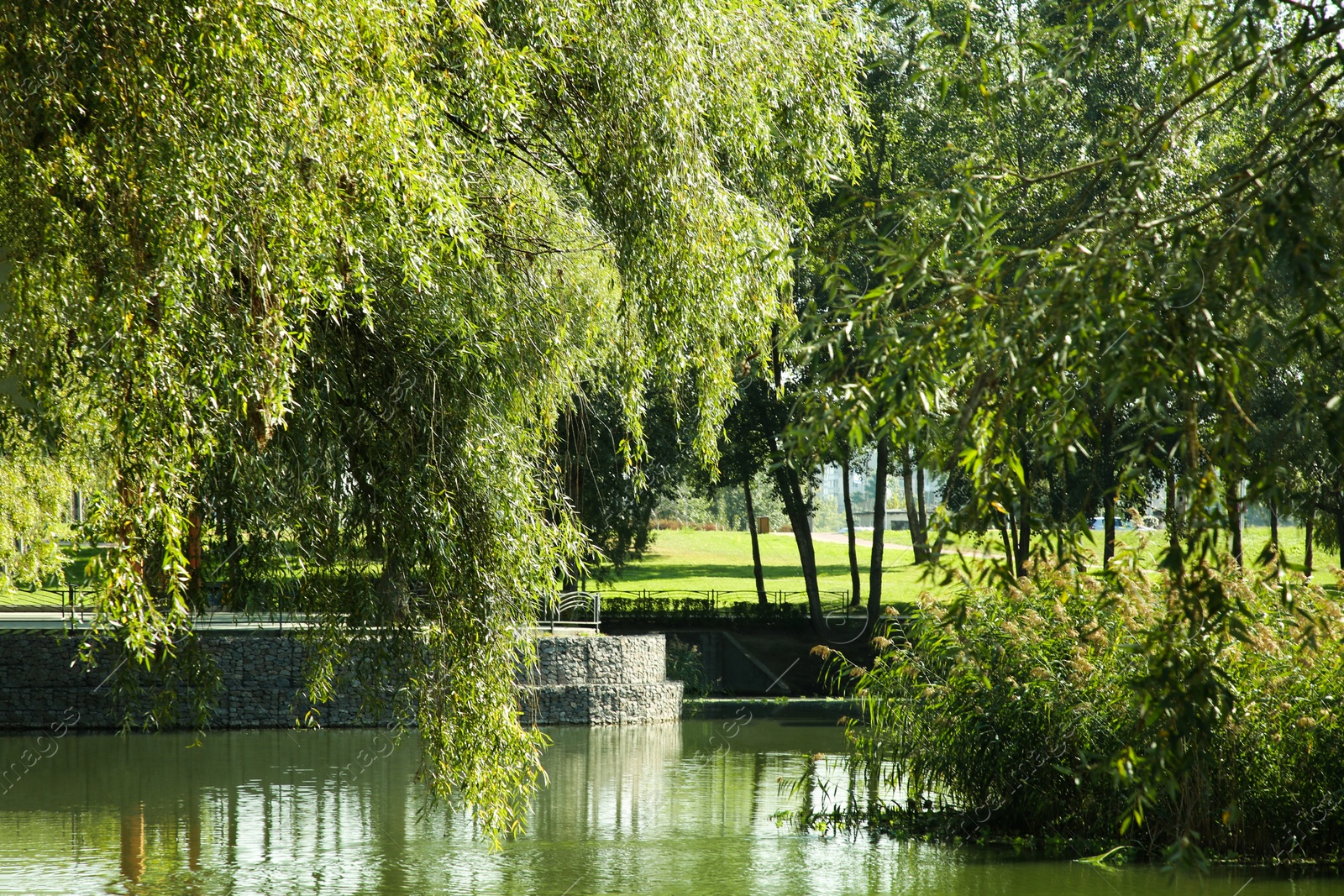 Photo of Quiet park with green trees and pond on sunny day