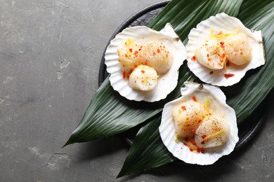 Photo of Raw scallops with spices, lemon zest and shells on grey textured table, top view. Space for text