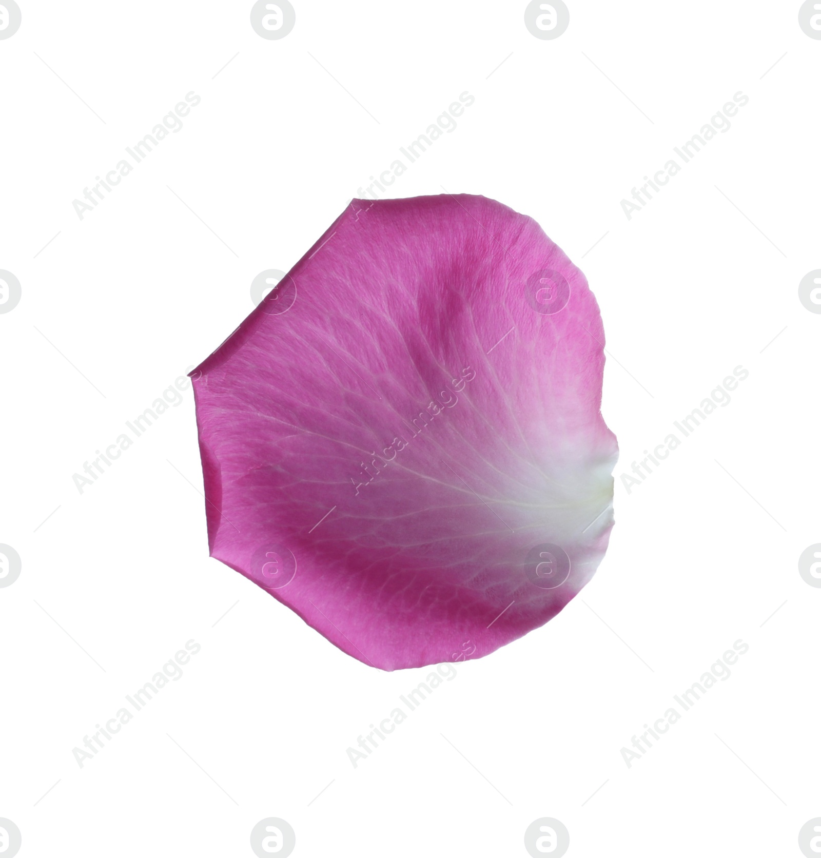 Photo of Pink rose flower petal on white background