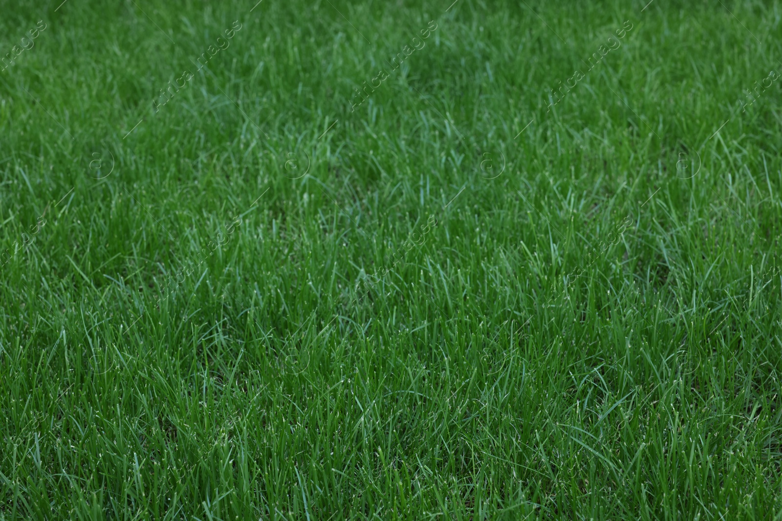 Photo of Fresh green grass growing outdoors on summer day