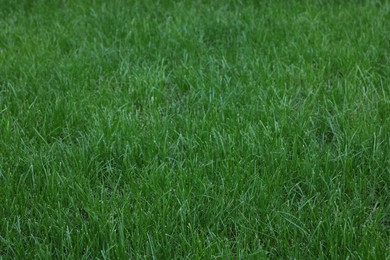 Photo of Fresh green grass growing outdoors on summer day