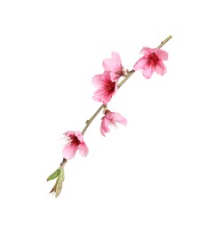 Beautiful sakura tree branch isolated on white