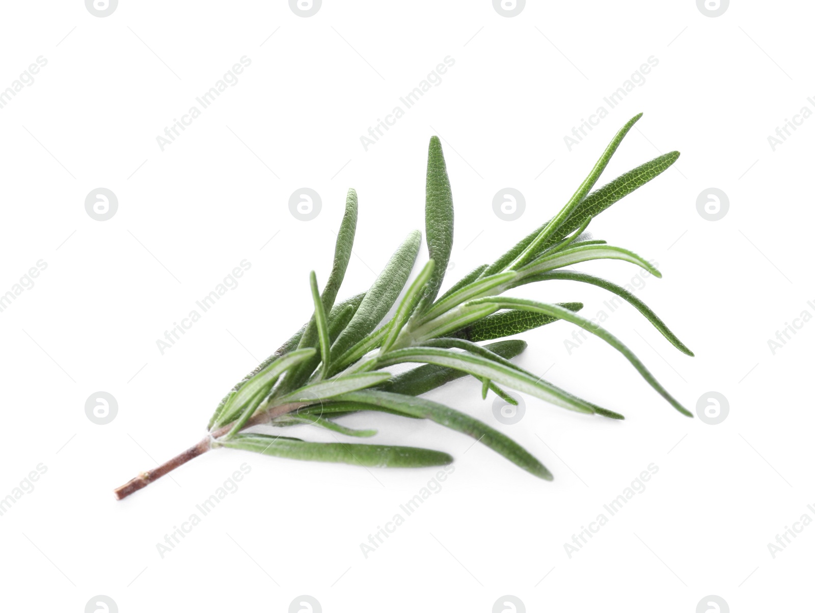 Photo of Sprig of fresh rosemary isolated on white