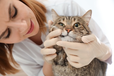 Professional veterinarian examining cat's teeth in clinic