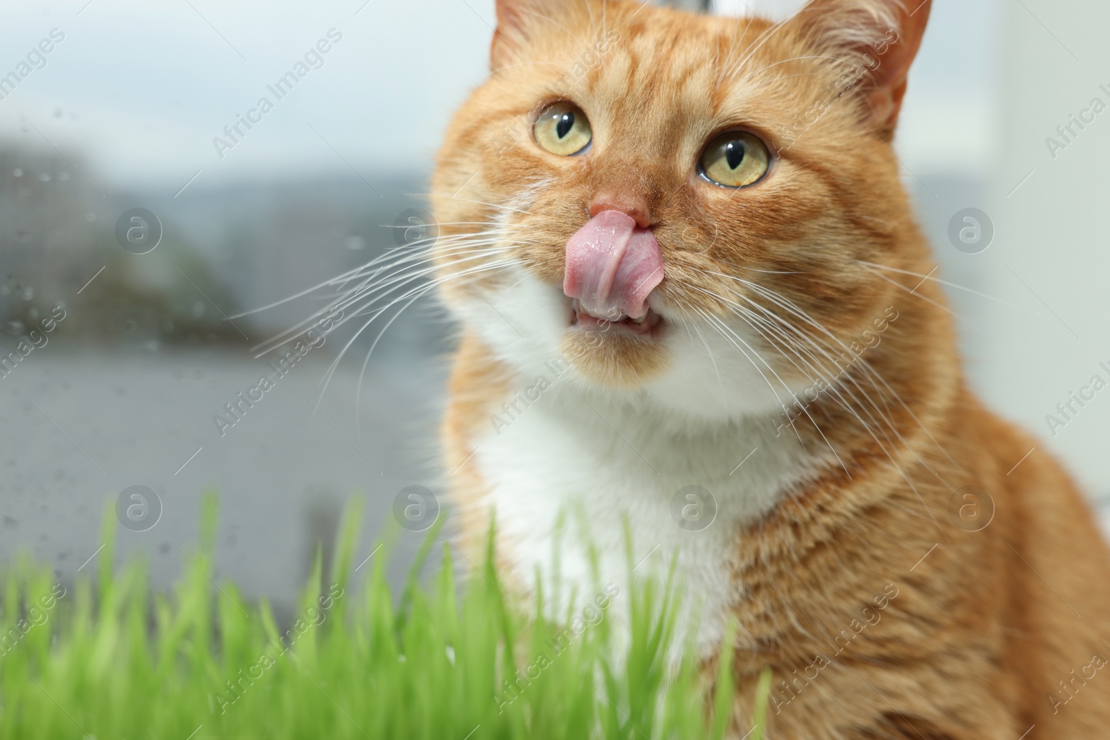 Photo of Cute ginger cat and green grass near window indoors, closeup