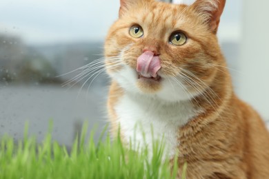 Photo of Cute ginger cat and green grass near window indoors, closeup
