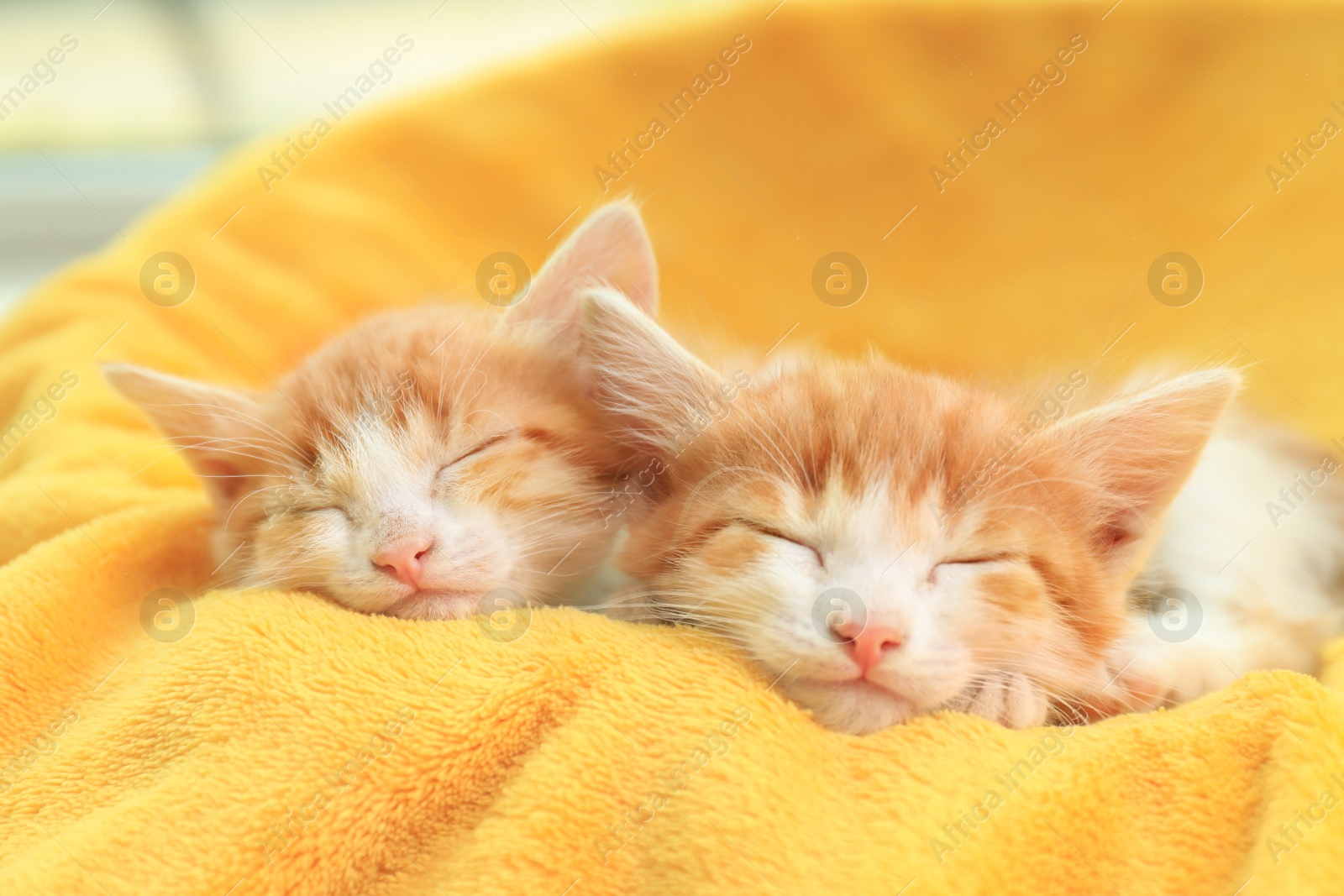 Photo of Cute little kittens sleeping on yellow blanket