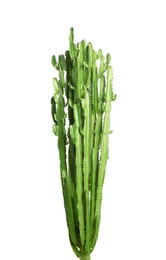 Beautiful cactus on white background. Tropical plant