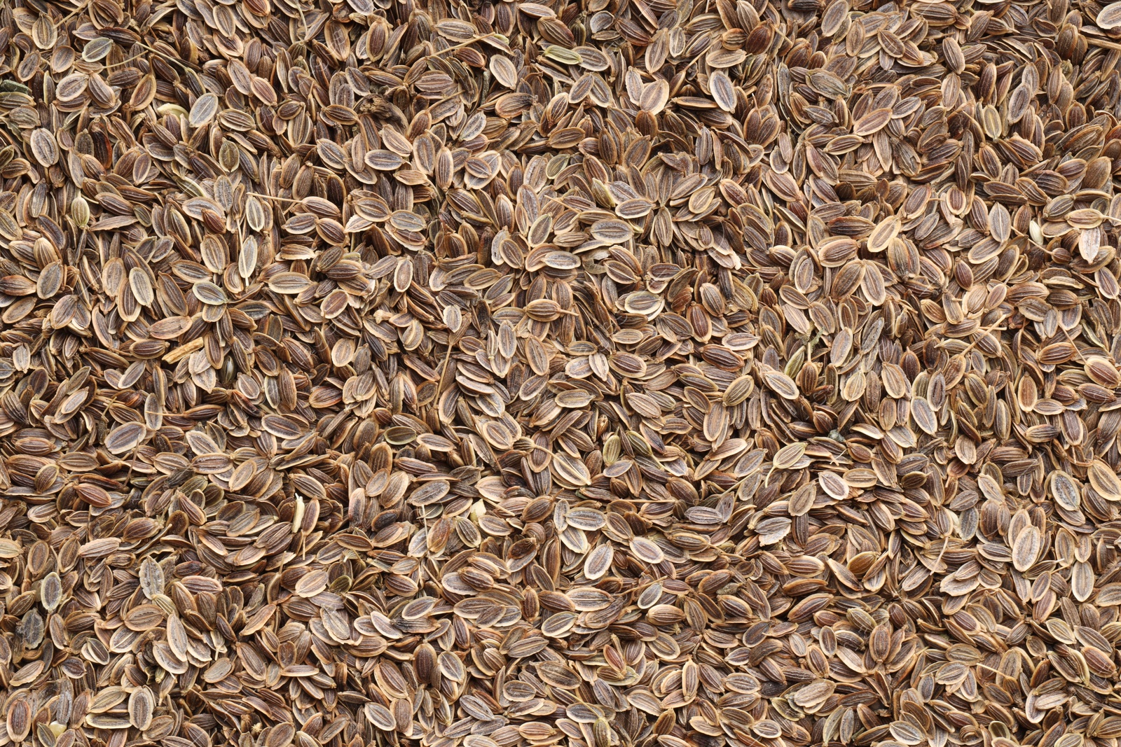 Photo of Many dry dill seeds as background, top view