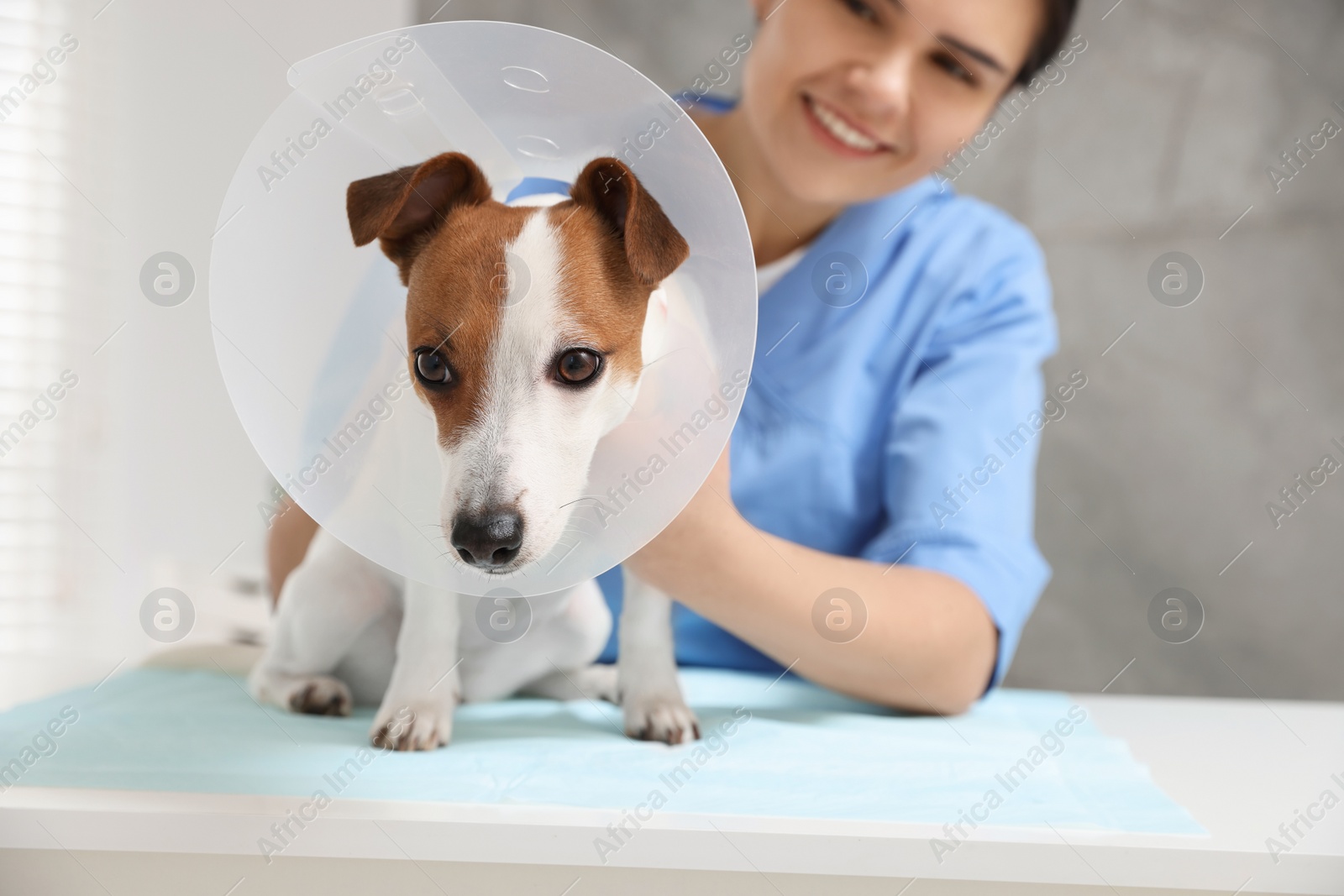 Photo of Veterinarian and Jack Russell Terrier dog wearing medical plastic collar in clinic, focus on pet