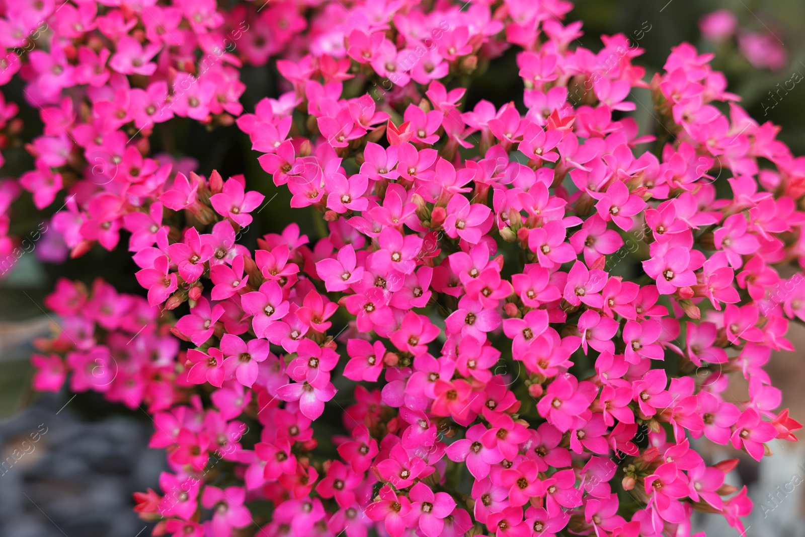 Photo of Beautiful tiny tropical flowers as background, closeup