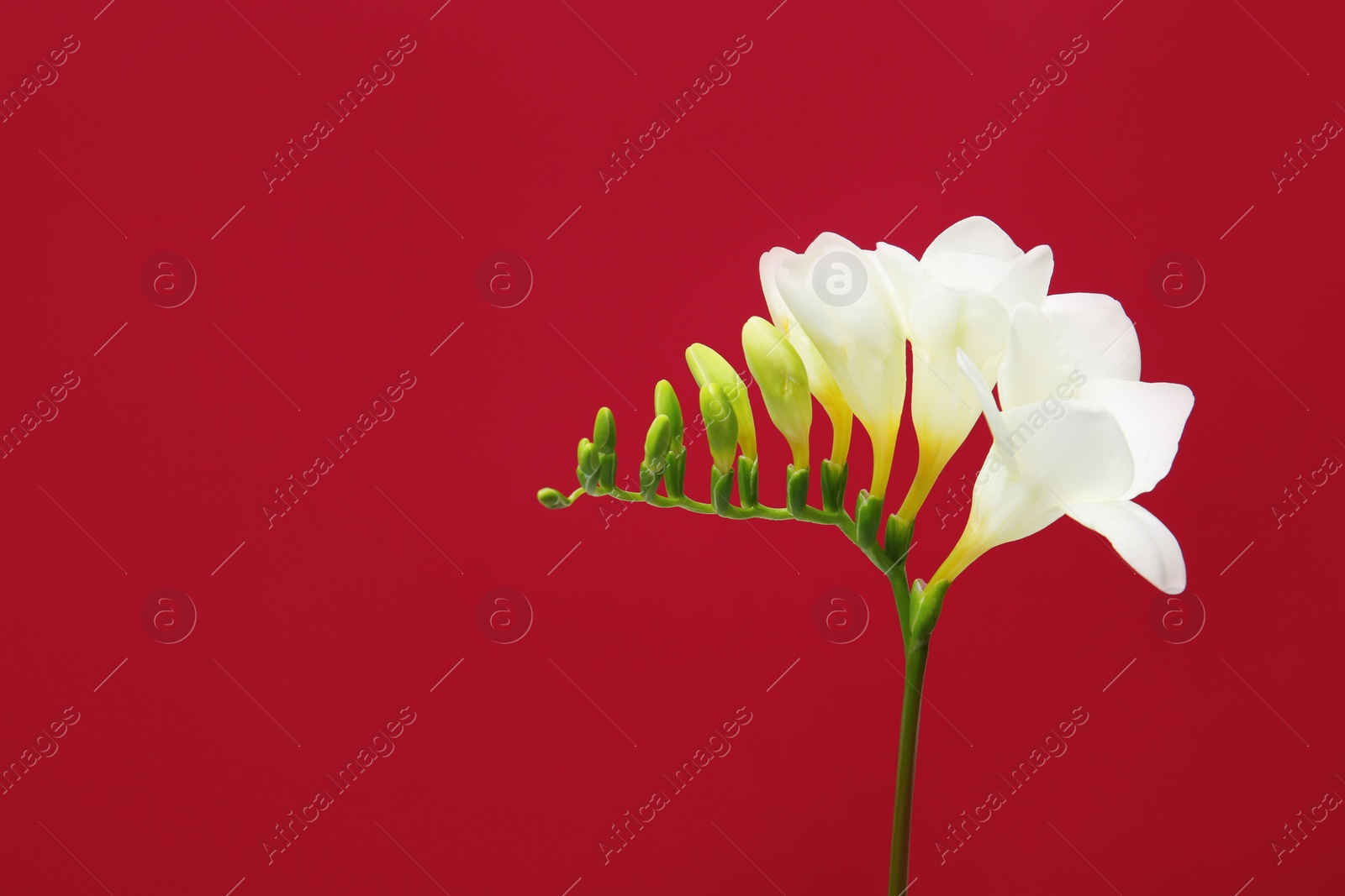 Photo of Beautiful freesia flower on color background