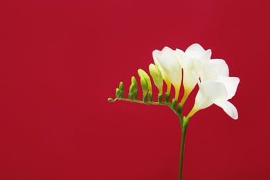 Photo of Beautiful freesia flower on color background