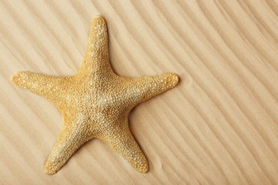 Photo of Starfish on beach sand, top view. Space for text