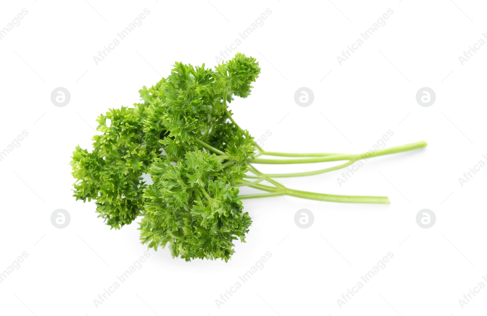 Photo of Fresh green curly parsley on white background