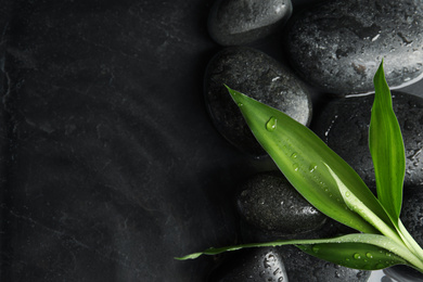 Stones and bamboo sprout in water on dark background, flat lay with space for text. Zen lifestyle