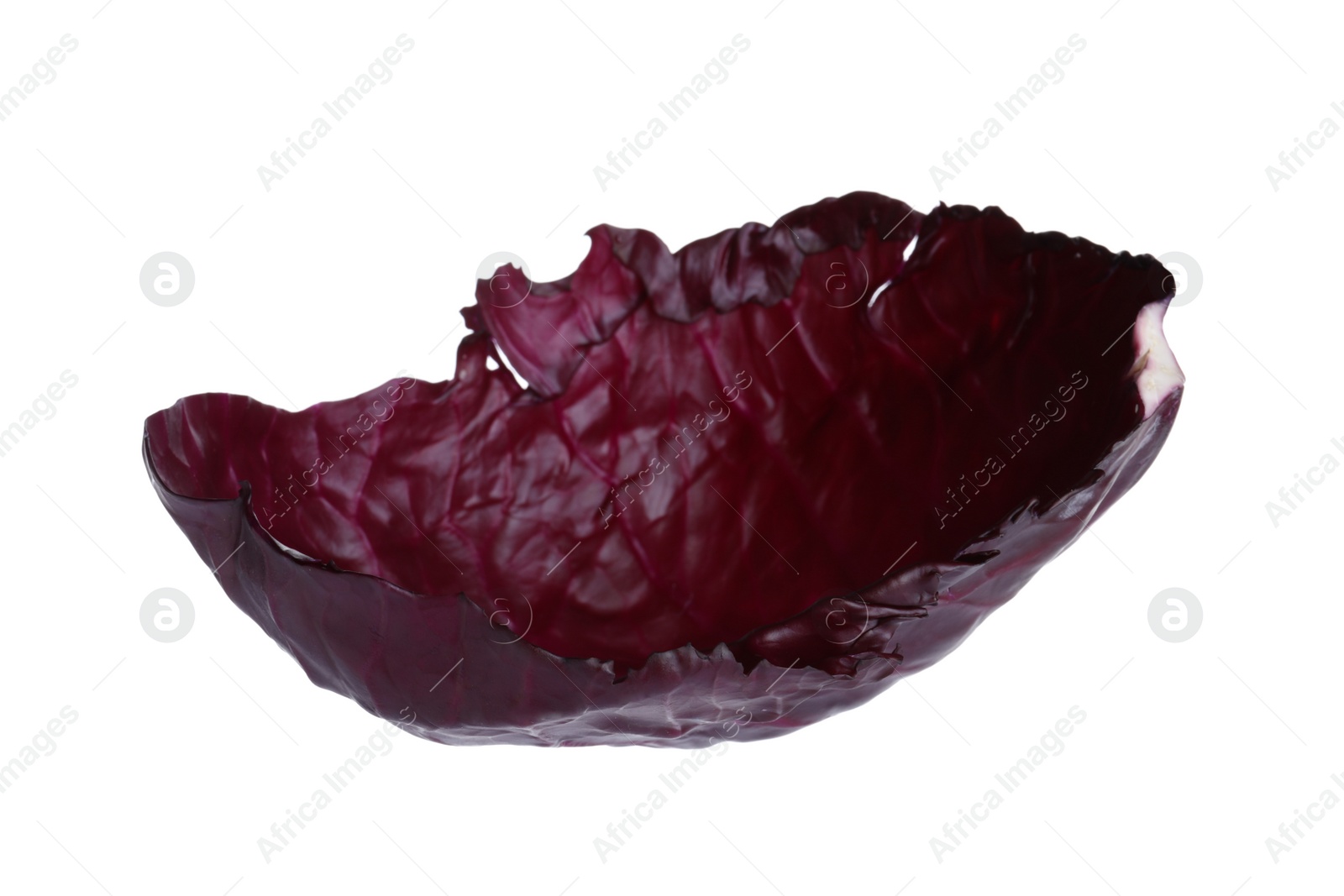 Photo of Leaf of red cabbage isolated on white