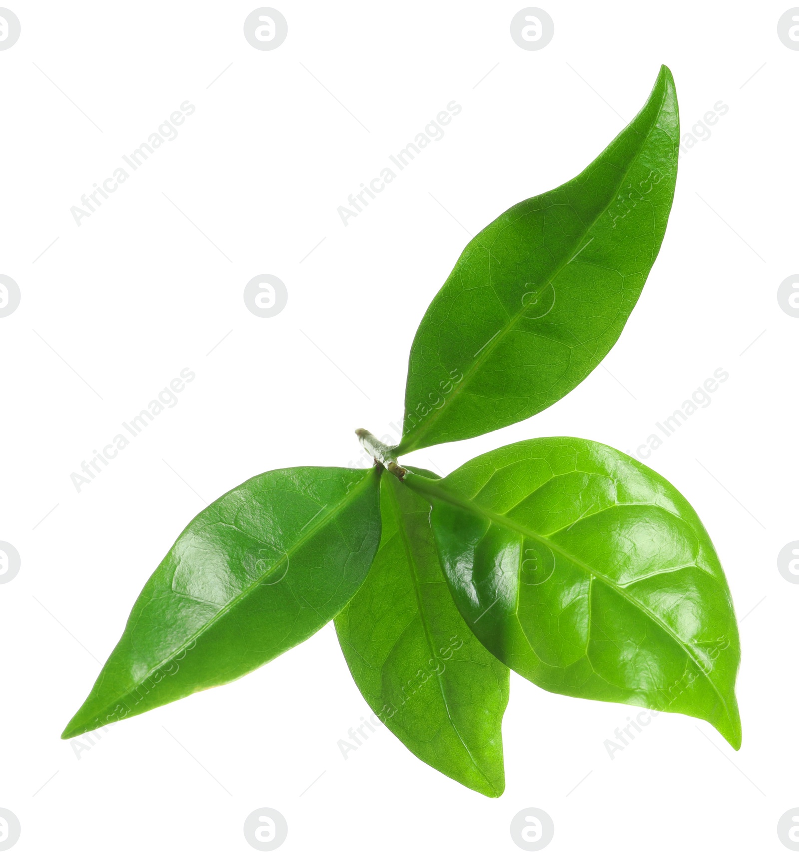 Photo of Fresh green coffee leaves isolated on white