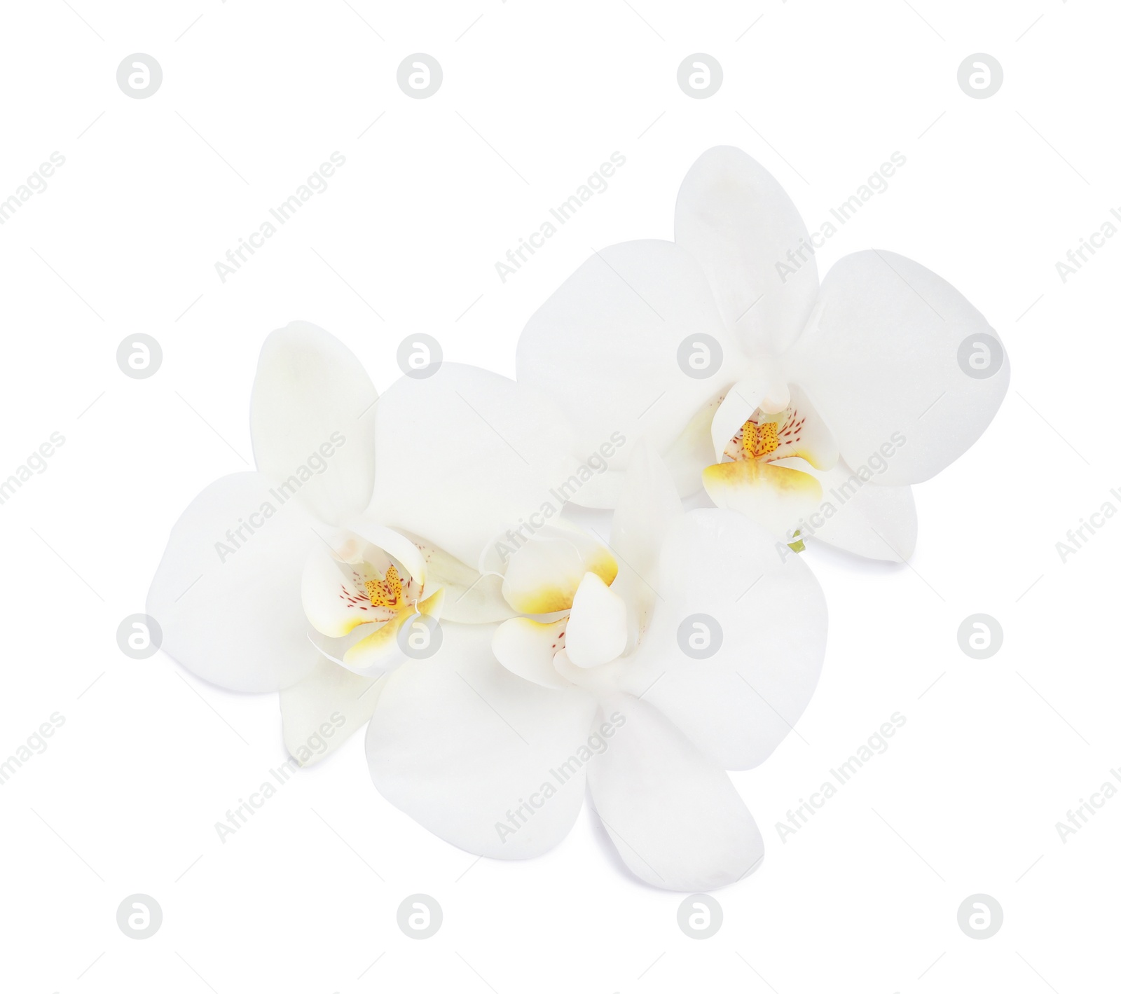 Photo of Beautiful orchid flowers on white background. Tropical plant