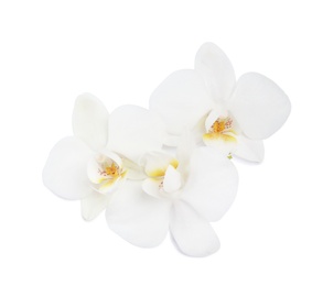 Beautiful orchid flowers on white background. Tropical plant