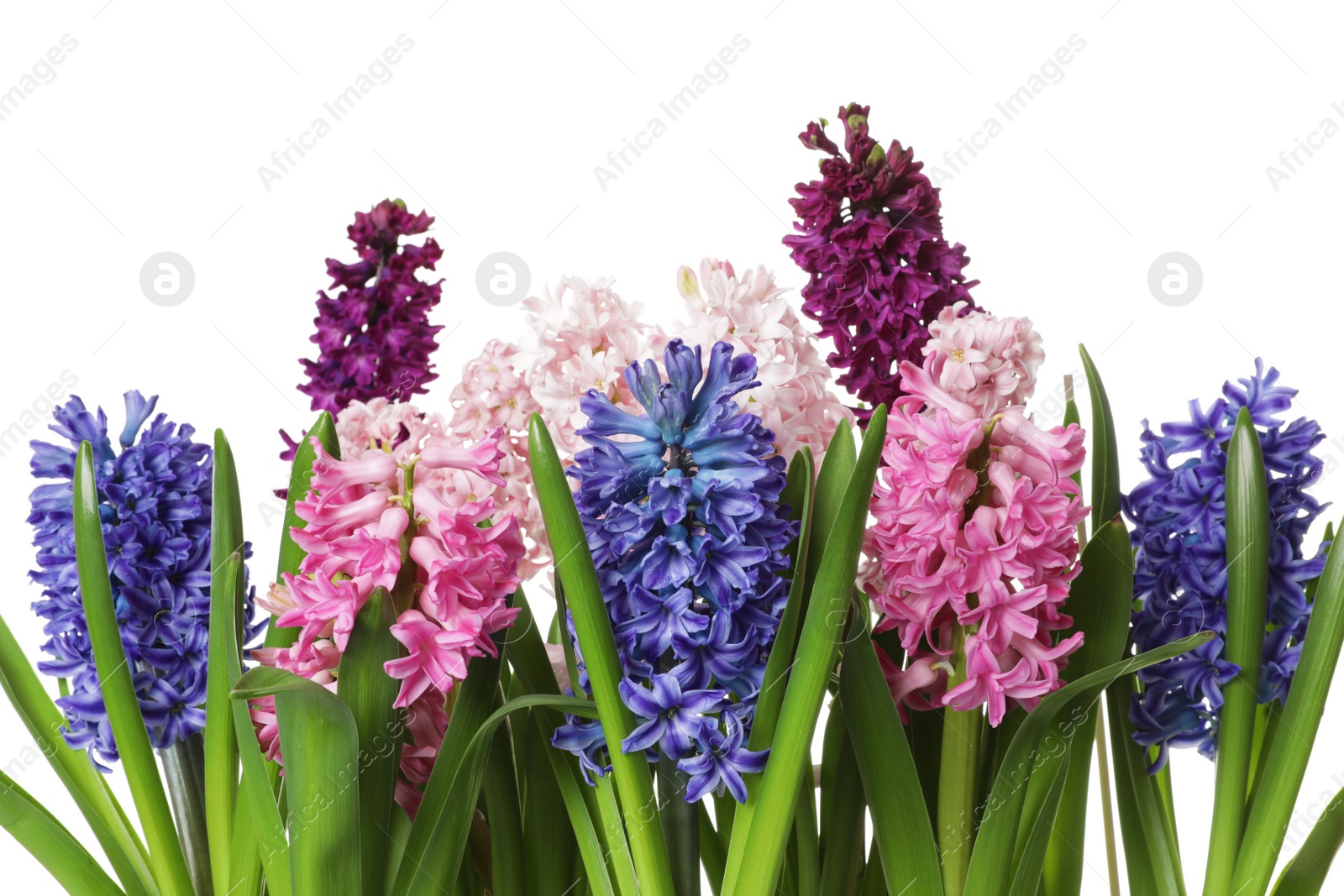 Photo of Beautiful spring hyacinth flowers on white background