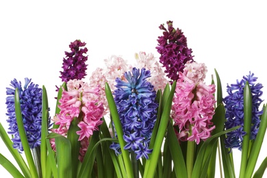 Photo of Beautiful spring hyacinth flowers on white background