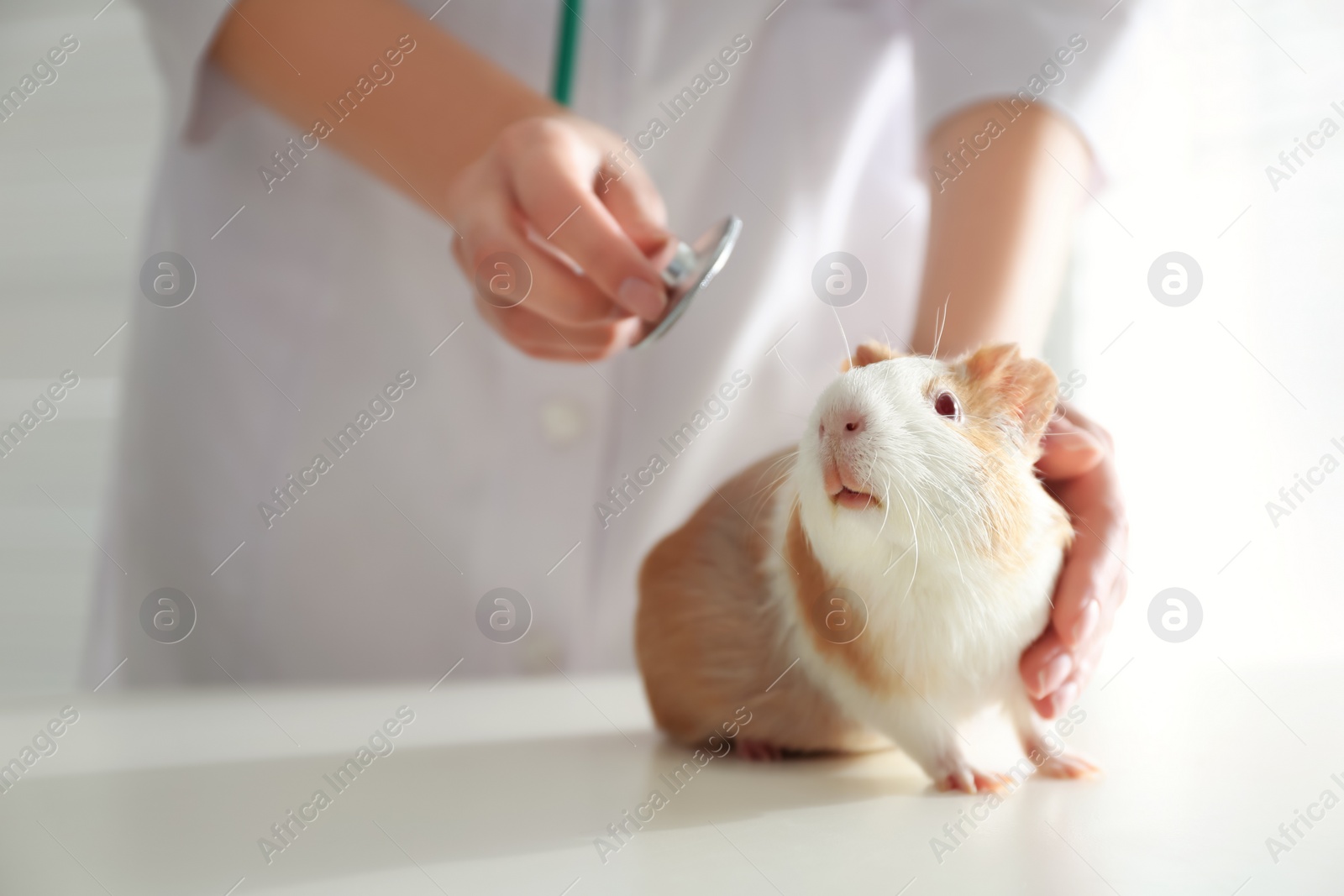 Photo of Female veterinarian examining guinea pig in clinic, closeup