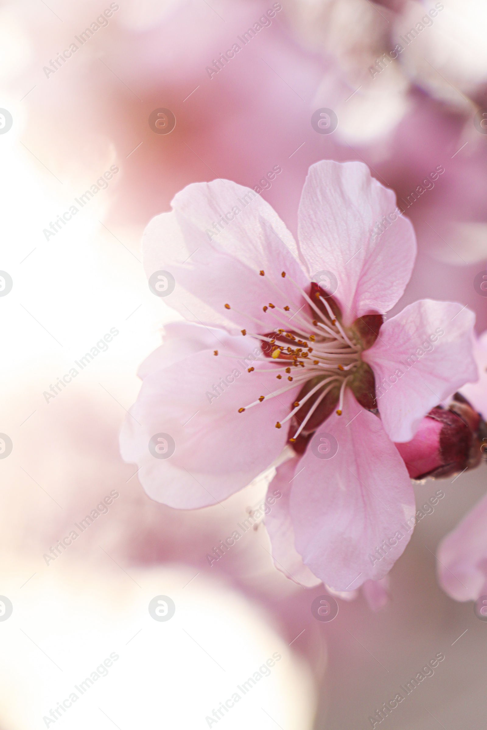 Photo of Amazing spring blossom. Closeup view of cherry tree with beautiful pink flowers outdoors