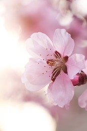 Amazing spring blossom. Closeup view of cherry tree with beautiful pink flowers outdoors