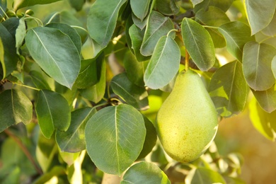 Photo of Fresh juicy pear on tree in garden, closeup
