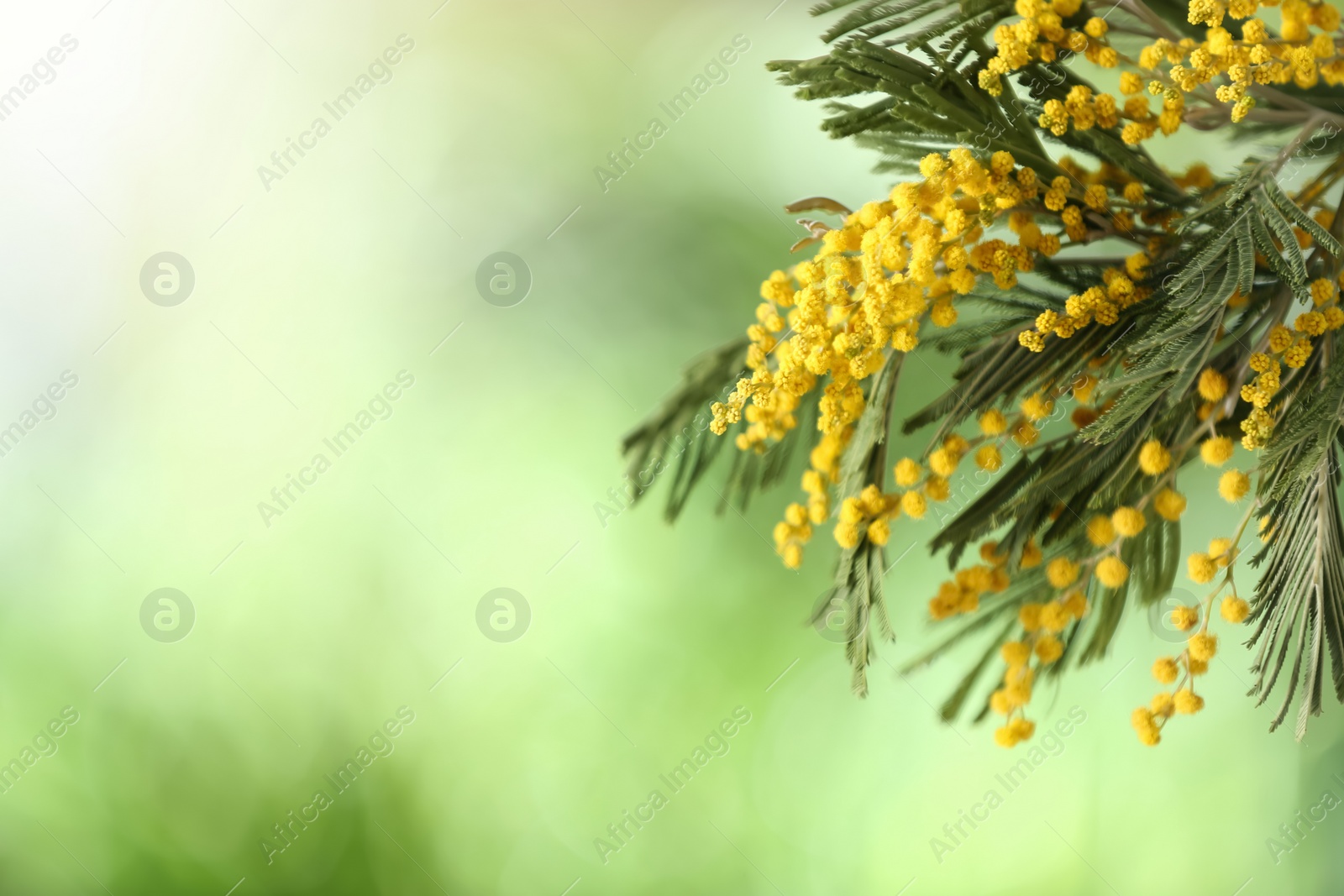 Photo of Beautiful bright mimosa flowers on blurred background, closeup. Space for text