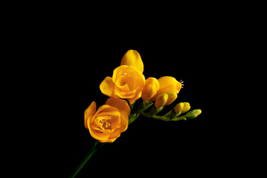 Photo of Beautiful yellow freesia flower on black background