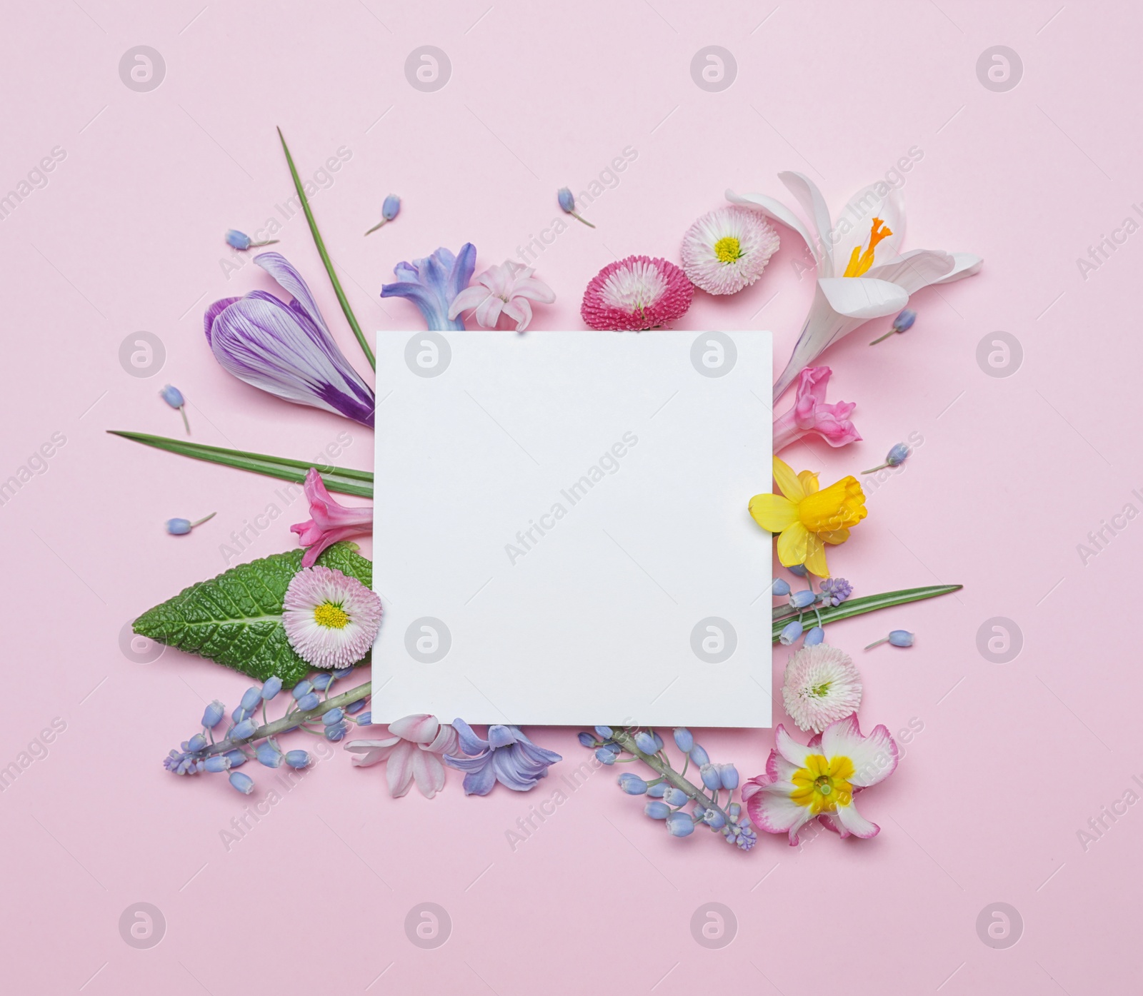 Photo of Flat lay composition with spring hyacinth flowers and blank card on color background, space for text